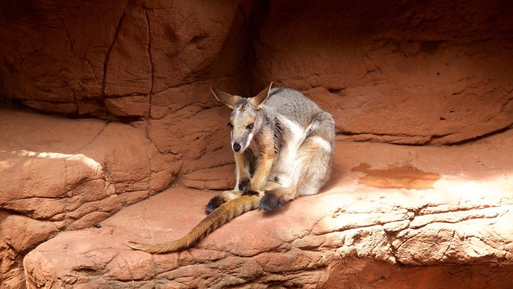 Zoo Wild Life Sydney ofreciendo animales