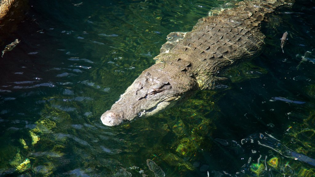 Zoo Wild Life Sydney mostrando animales peligrosos