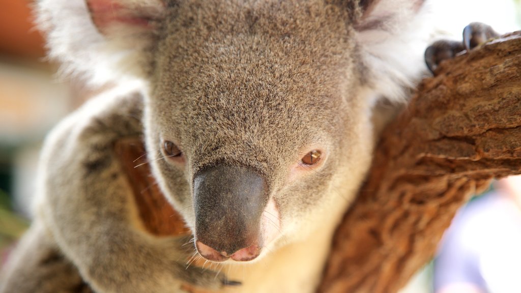 Wildlife Sydney og byder på venlige dyr