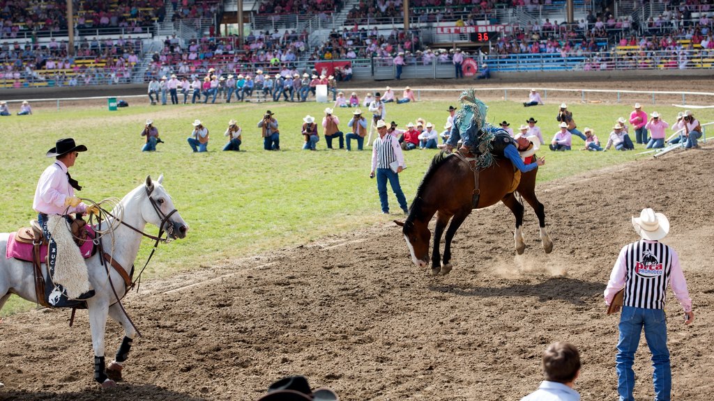 Pendleton which includes a sporting event and land animals