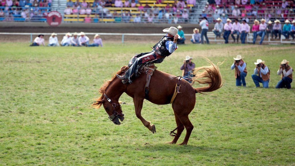 Pendleton showing a sporting event and land animals