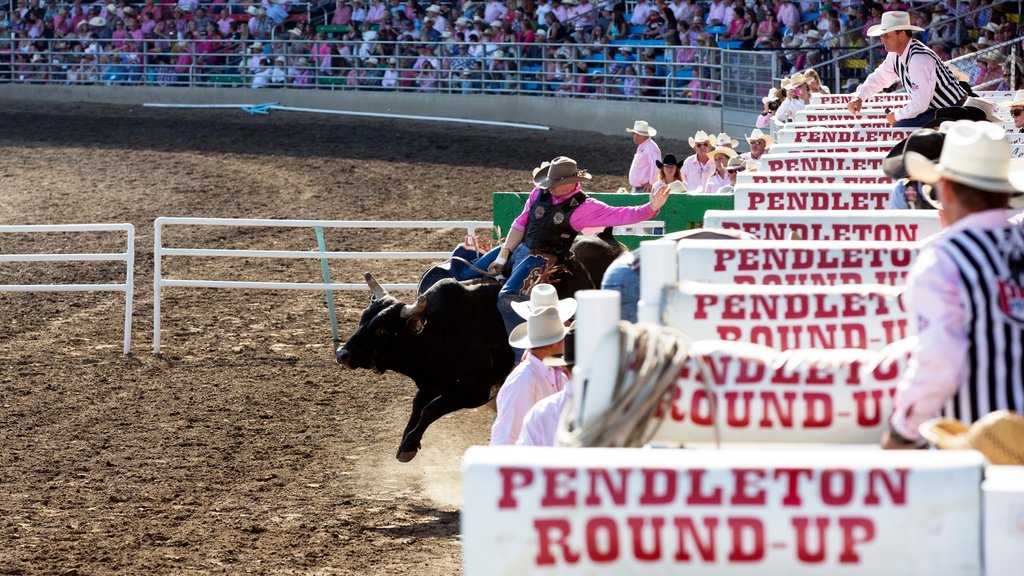 Pendleton mostrando animales terrestres y un evento deportivo