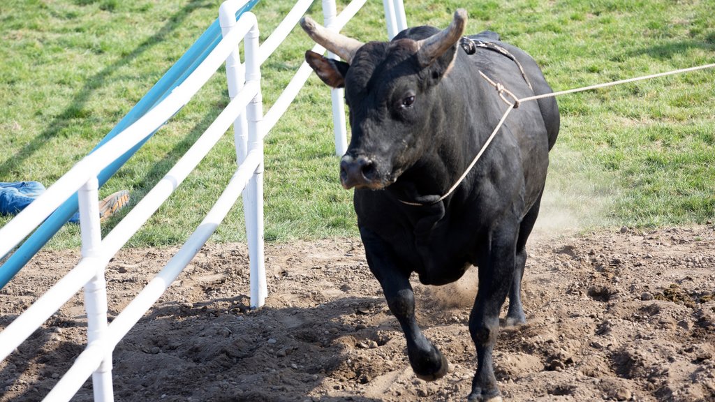 Pendleton mostrando animales terrestres