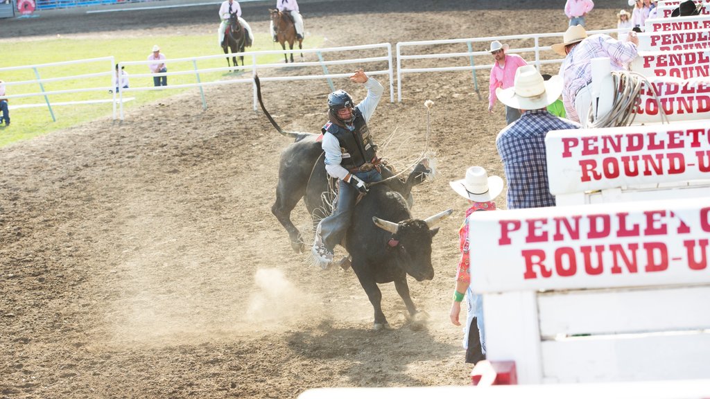 Pendleton featuring a sporting event and land animals