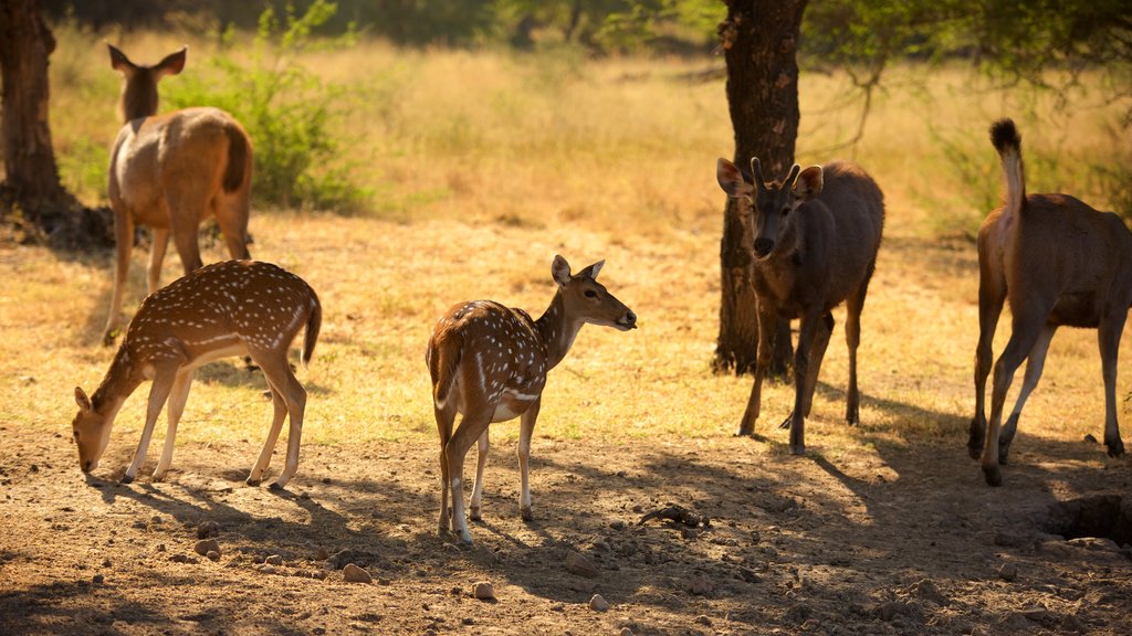 Parque Nacional Ranthambore mostrando animales