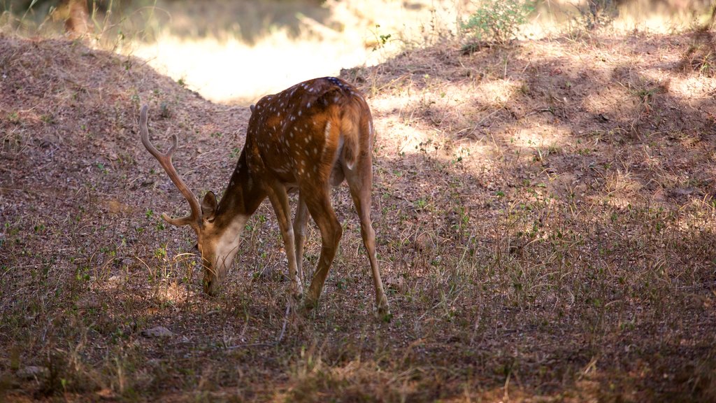 Parque Nacional Ranthambore, Sawai Madhopur, India que incluye animales