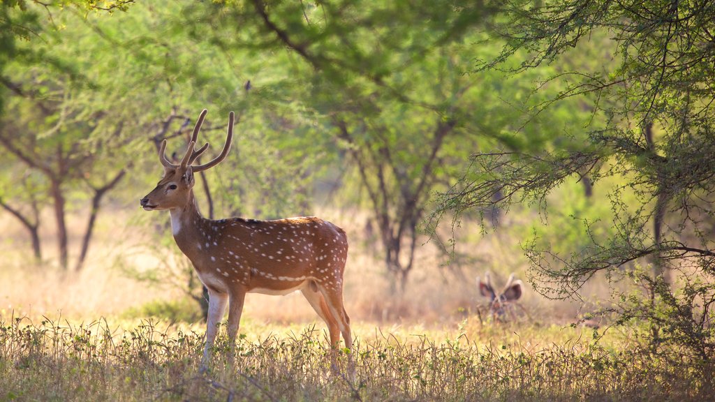 Ranthambore-nationalparken som viser dyr og fredfyldte omgivelser