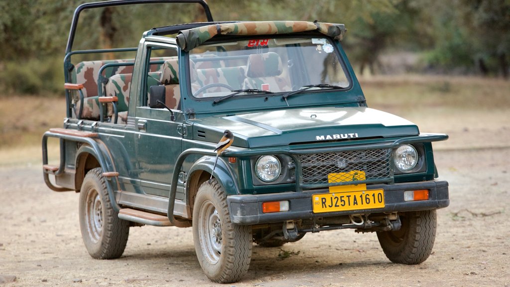 Ranthambore National Park bevat rondrijden