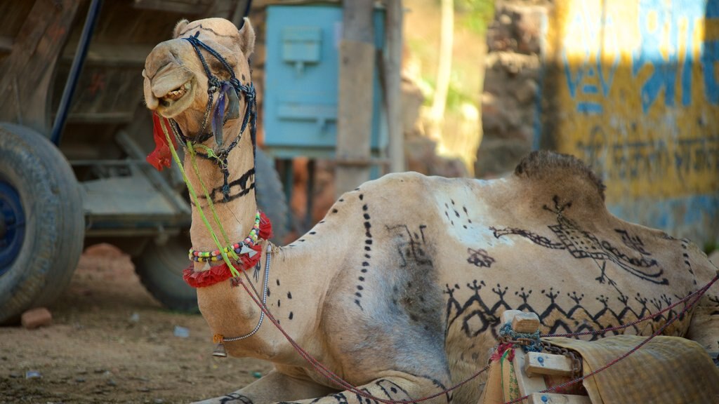 Sawäi Mädhopur mostrando animales terrestres