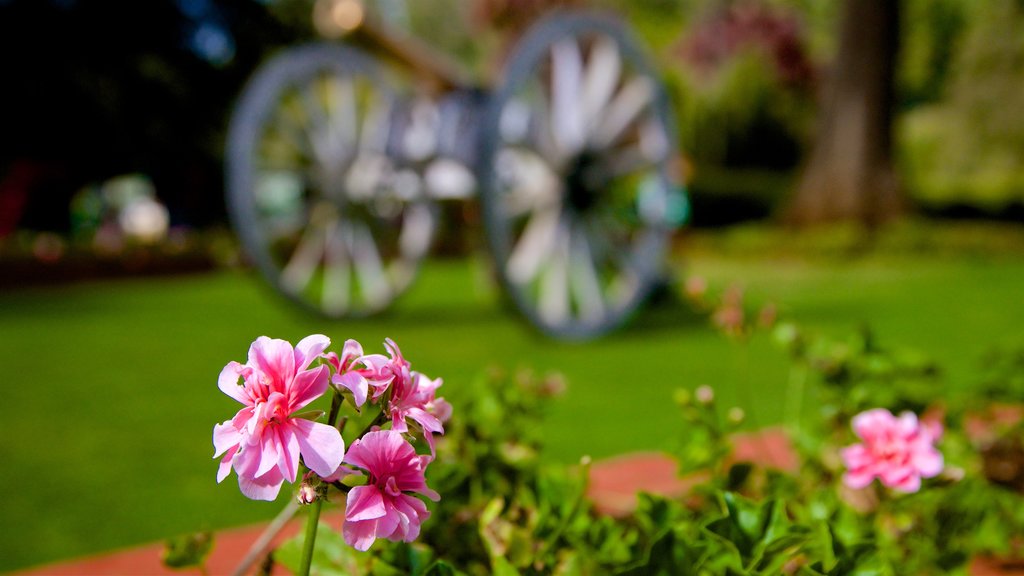 Botanical Gardens showing a garden and flowers