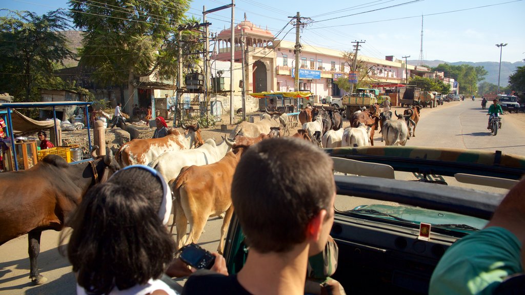 Ranthambore National Park which includes animals, a small town or village and street scenes