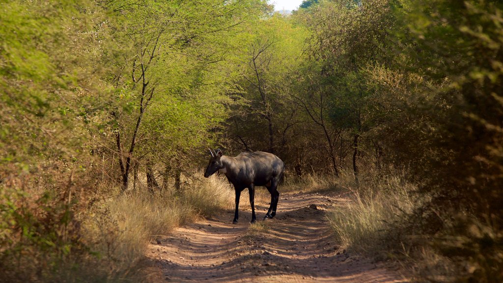 Ranthambore-nationalparken som omfatter fredfyldte omgivelser og safari