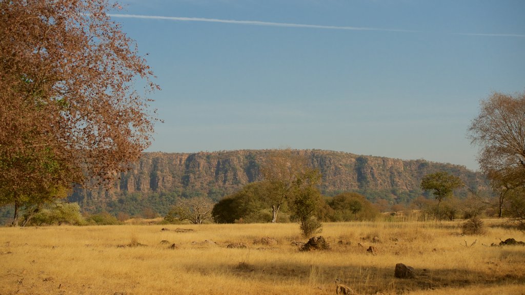 Ranthambore Nationalpark som omfatter udsigt over ørkenen