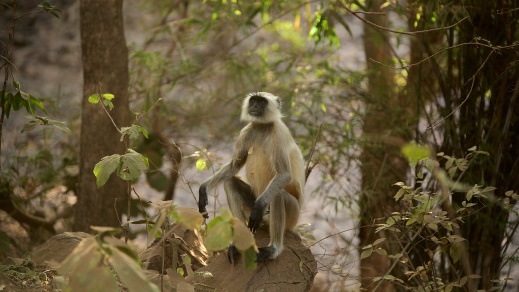 Parque Nacional Ranthambore, Sawai Madhopur, India ofreciendo animales