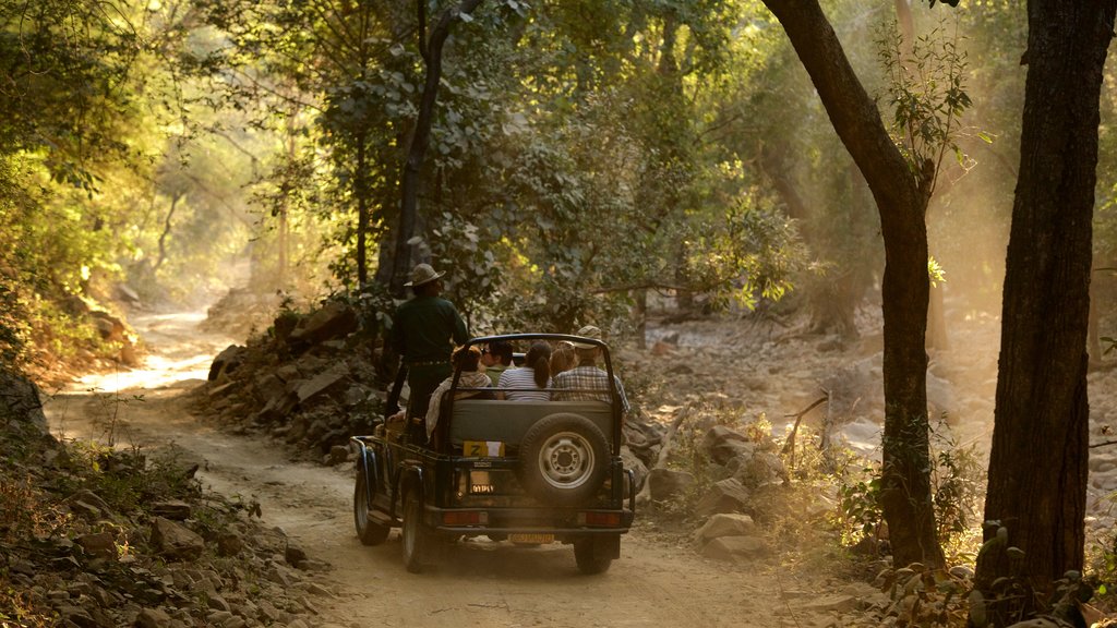 Parc national de Ranthambore montrant conduite tout terrain