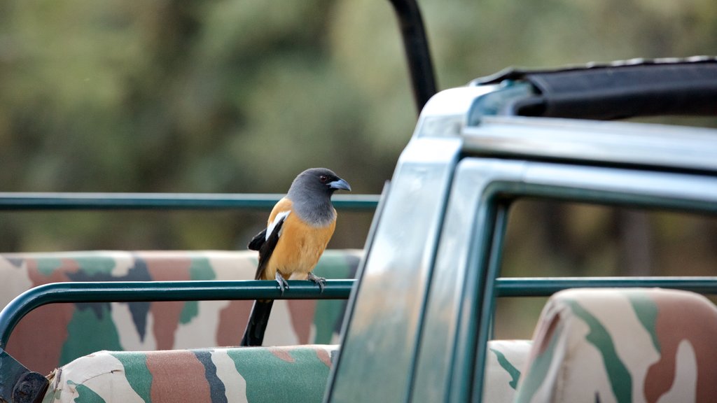 Ranthambore National Park showing bird life