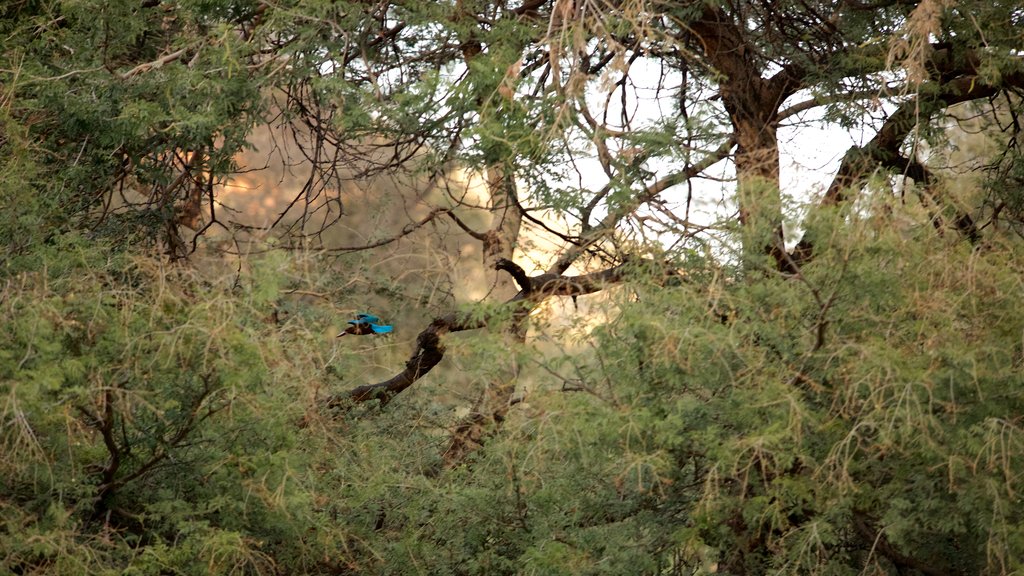 Ranthambore National Park which includes tranquil scenes