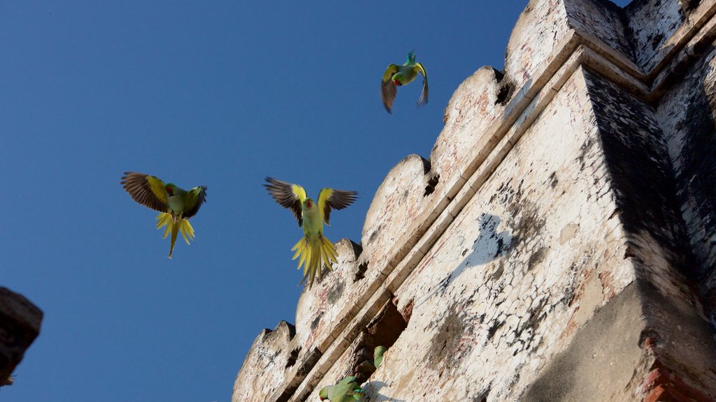 Adalaj Vav featuring bird life