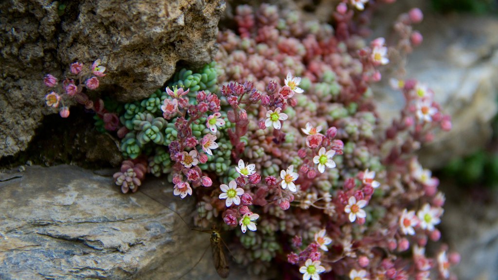 La Cortinada som viser blomster