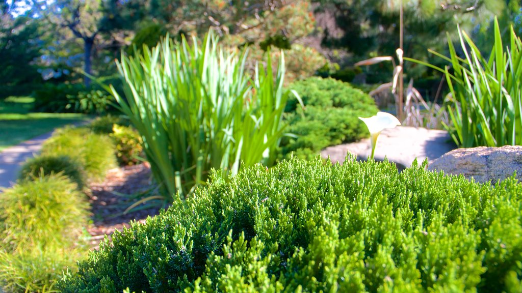 Himeji Gardens featuring a garden