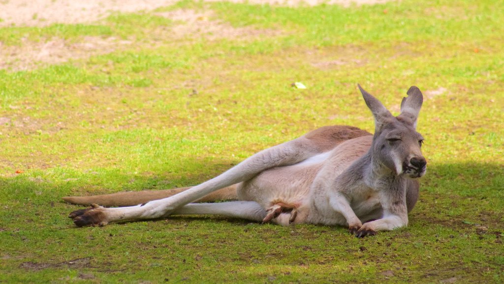 Zoológico de Berlín ofreciendo animales terrestres