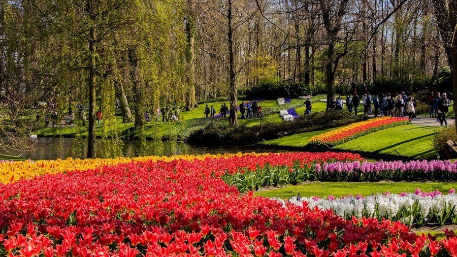 Parco dei tulipani Keukenhof: come arrivare da Amsterdam e cosa vedere