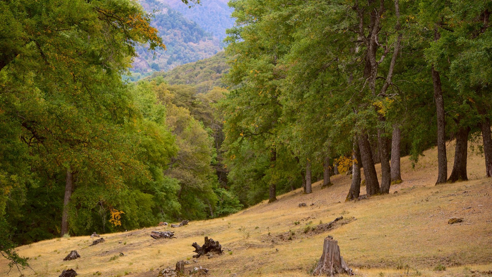 Patagonia-regionen som viser skog