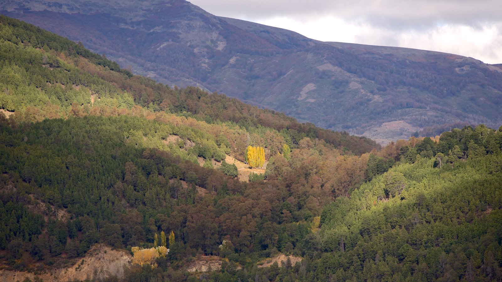 Patagonia-regionen som viser rolig landskap og skog