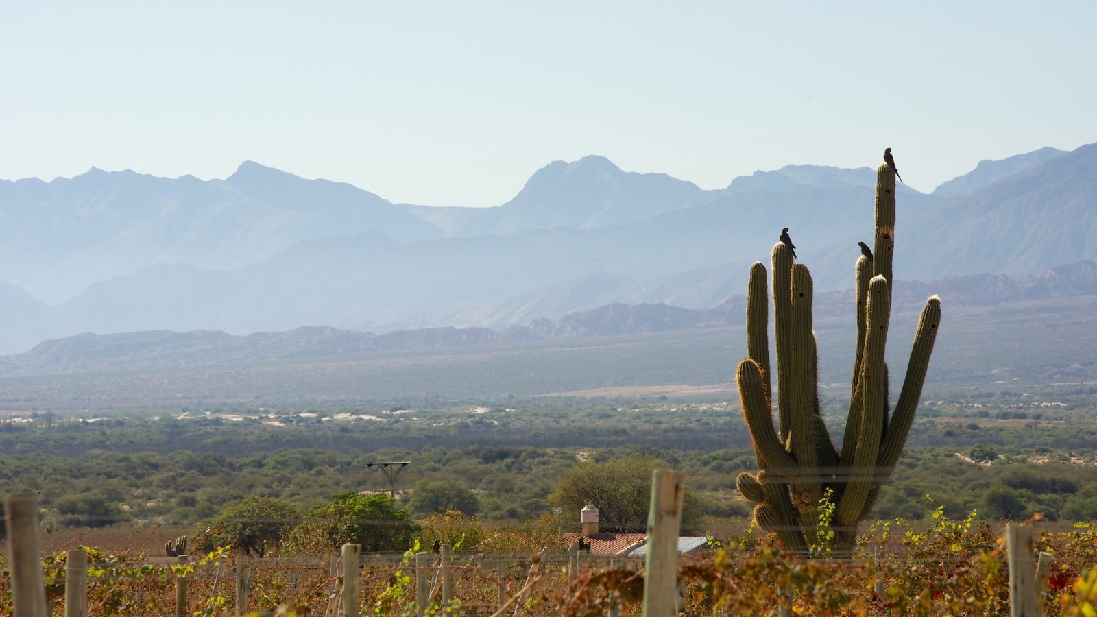 Salta