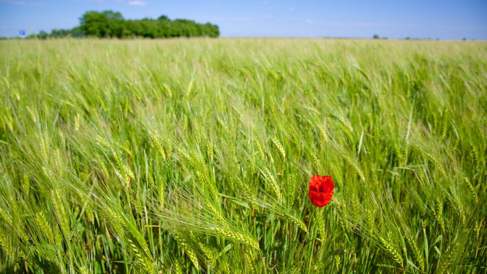 Centre - Loire Valley ซึ่งรวมถึง ฟาร์ม และ ดอกไม้