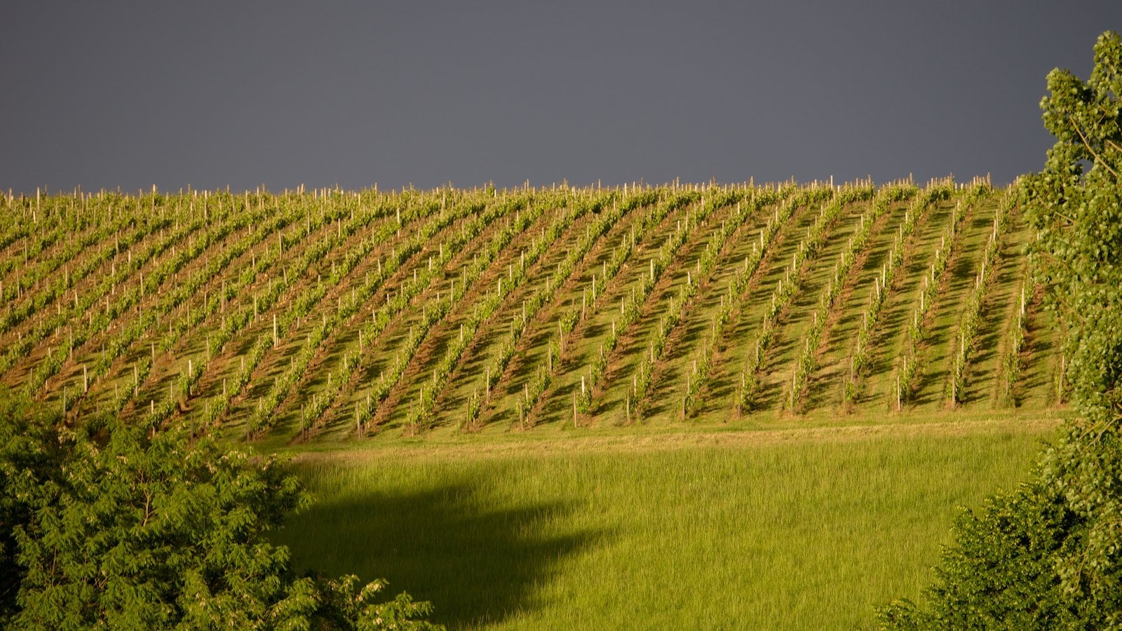 Centre - Loire Valley แสดง ฟาร์ม