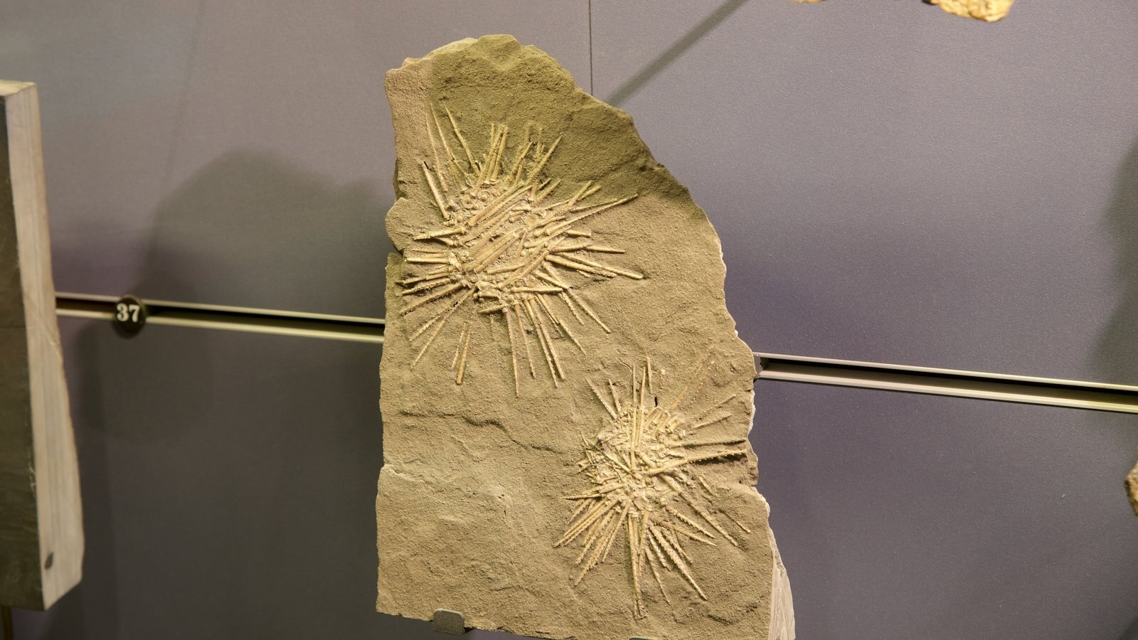 Museo Nacional de Historia Natural