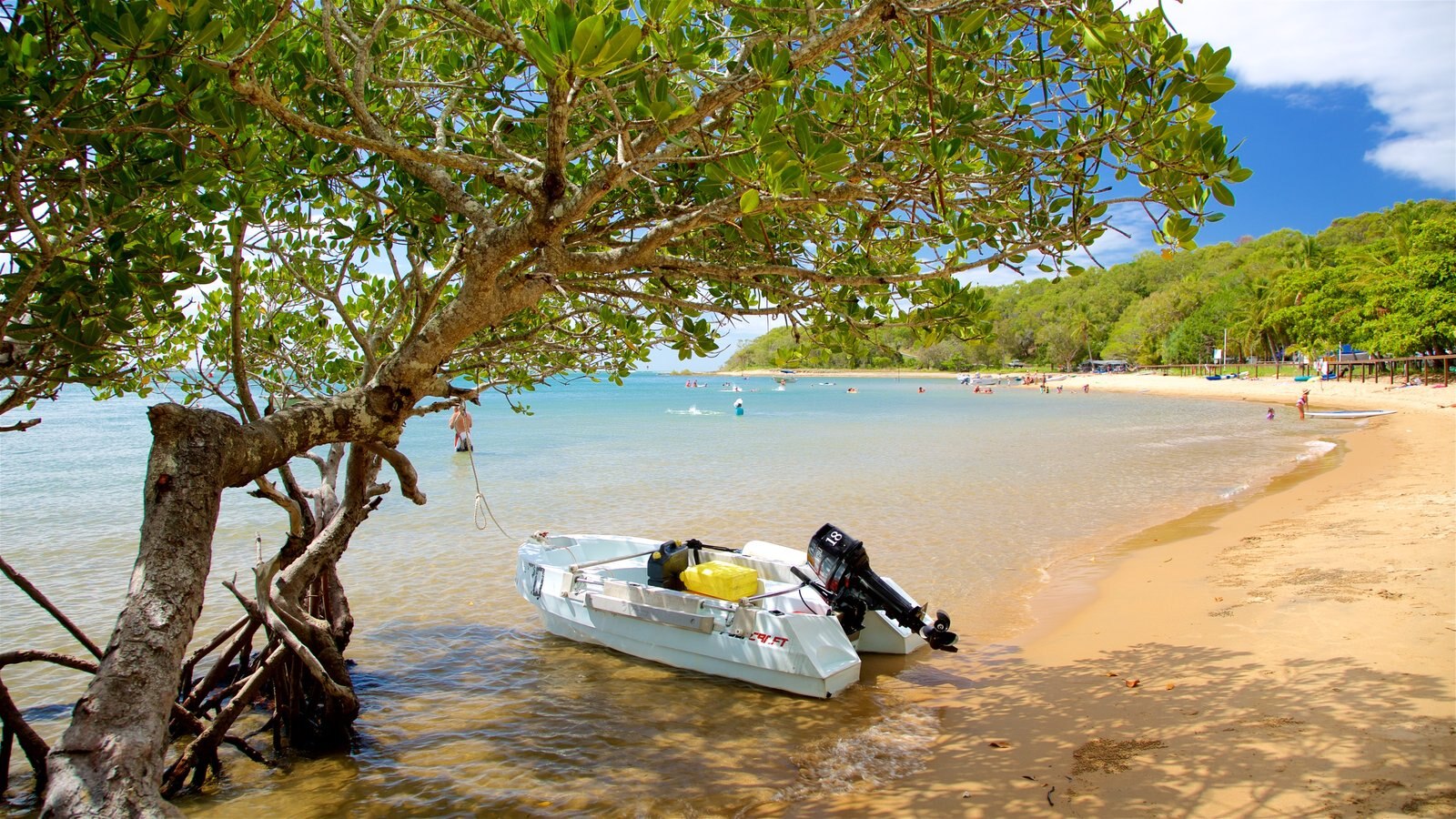 Seventeen Seventy showing a sandy beach, mangroves and general coastal views