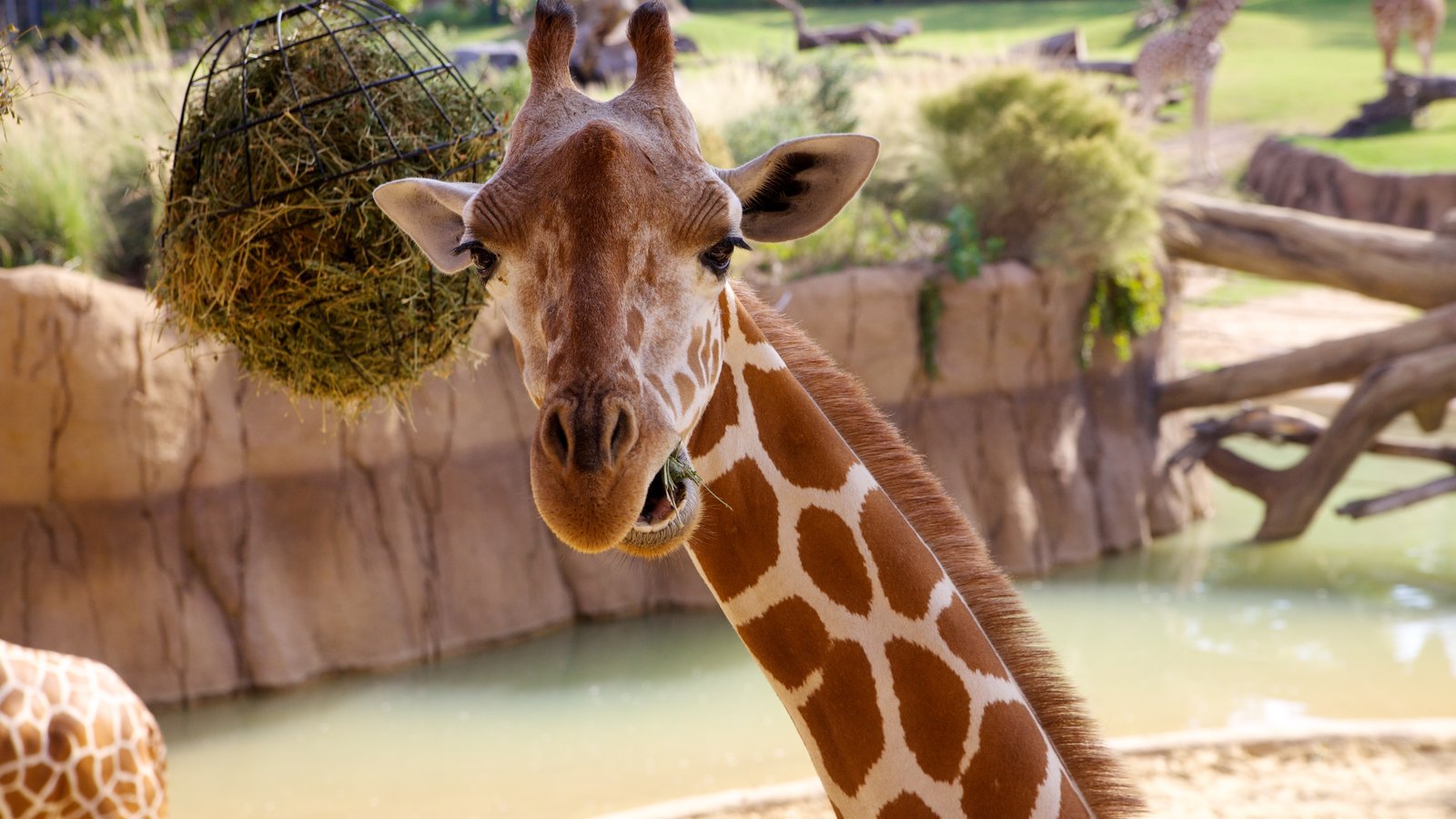 Dallas bevat dierentuindieren