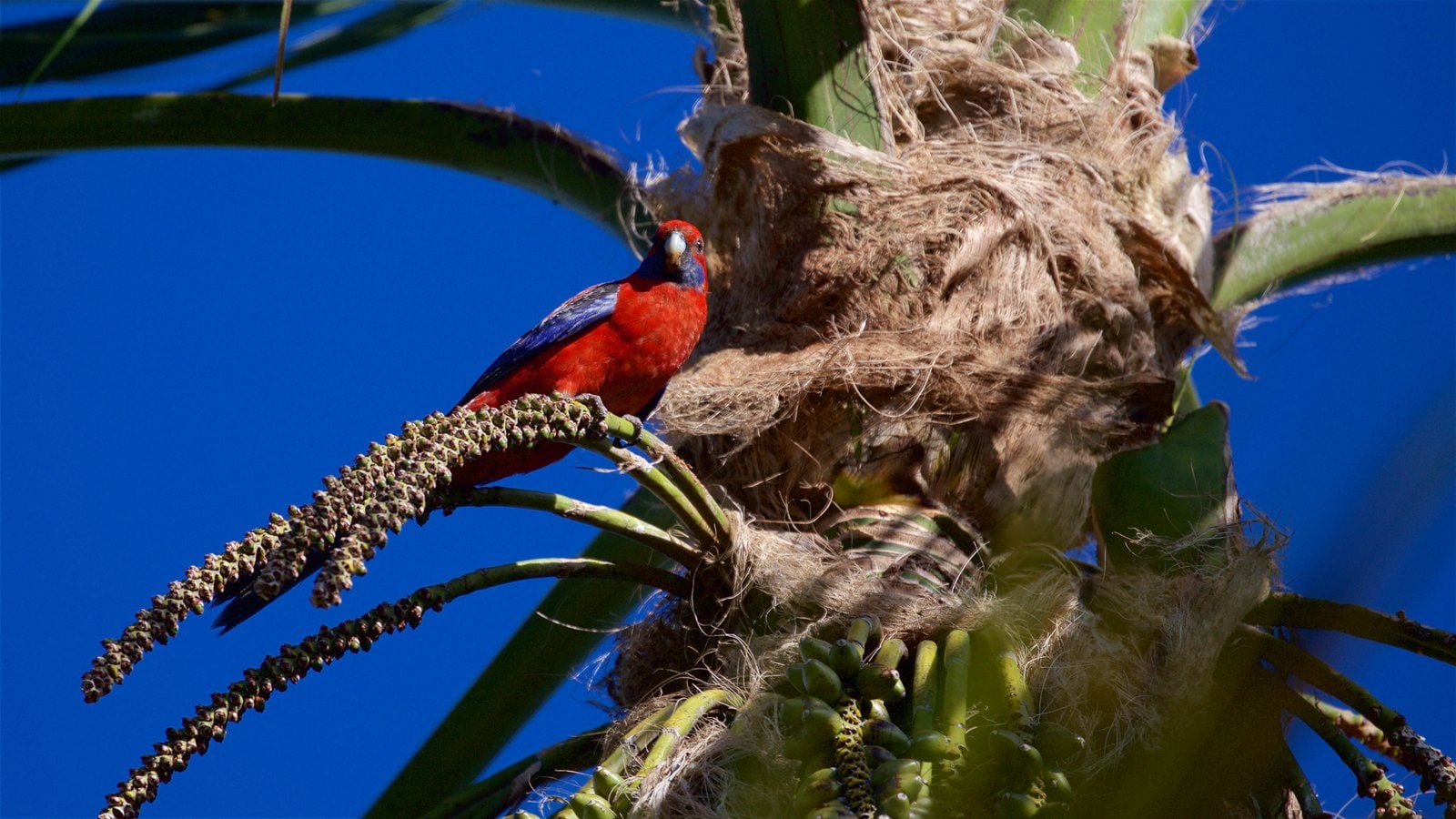Norfolkeiland toont vogels