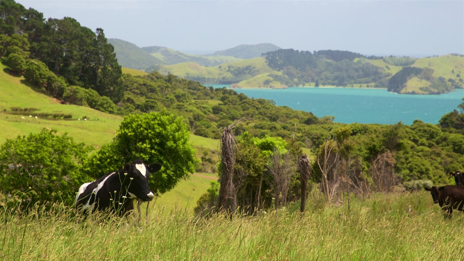 Waikato presenterar landdjur och stillsam natur