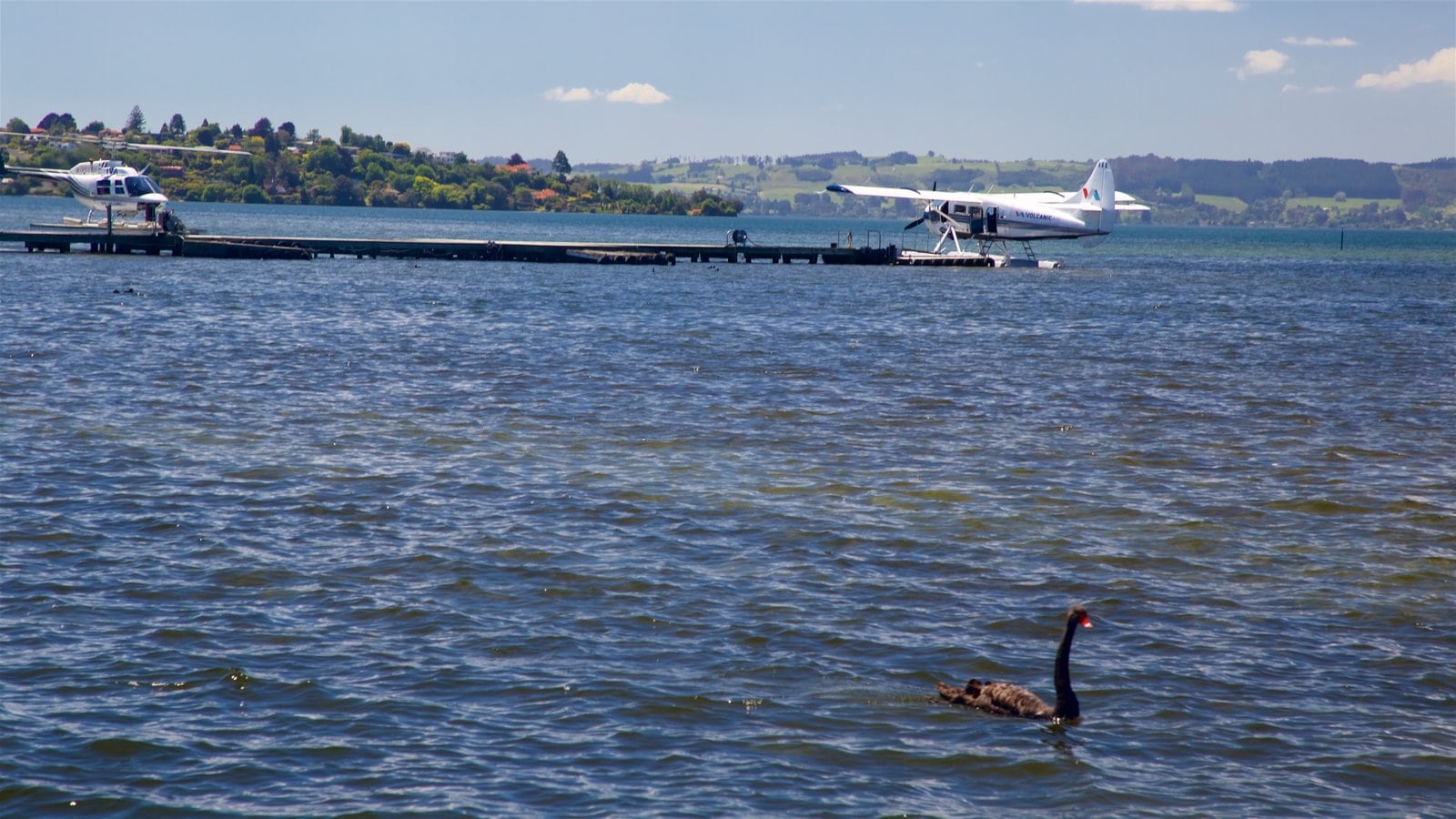 Rotorua which includes a lake or waterhole and bird life
