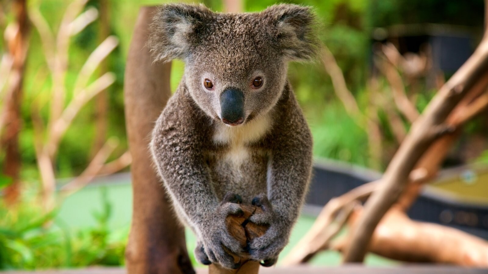 Animal pictures View images of World