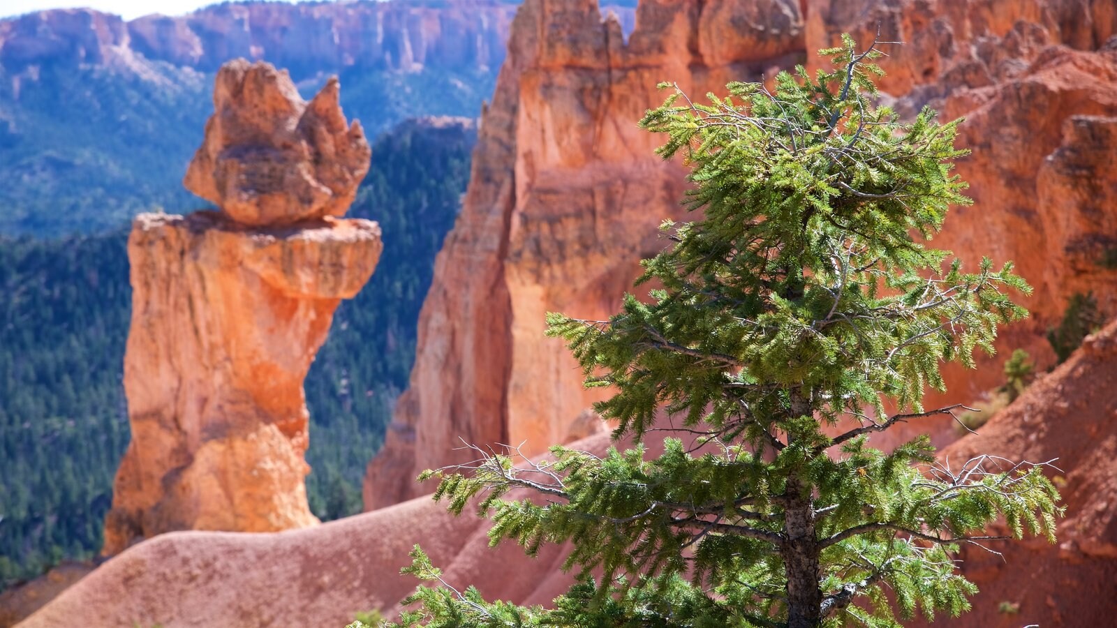 Bryce Natural Bridge toont een kloof of ravijn