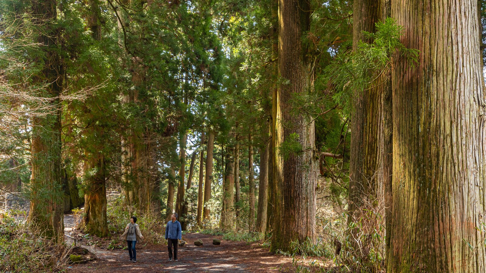 Hakone som inkluderar skogar och en trädgård såväl som ett par