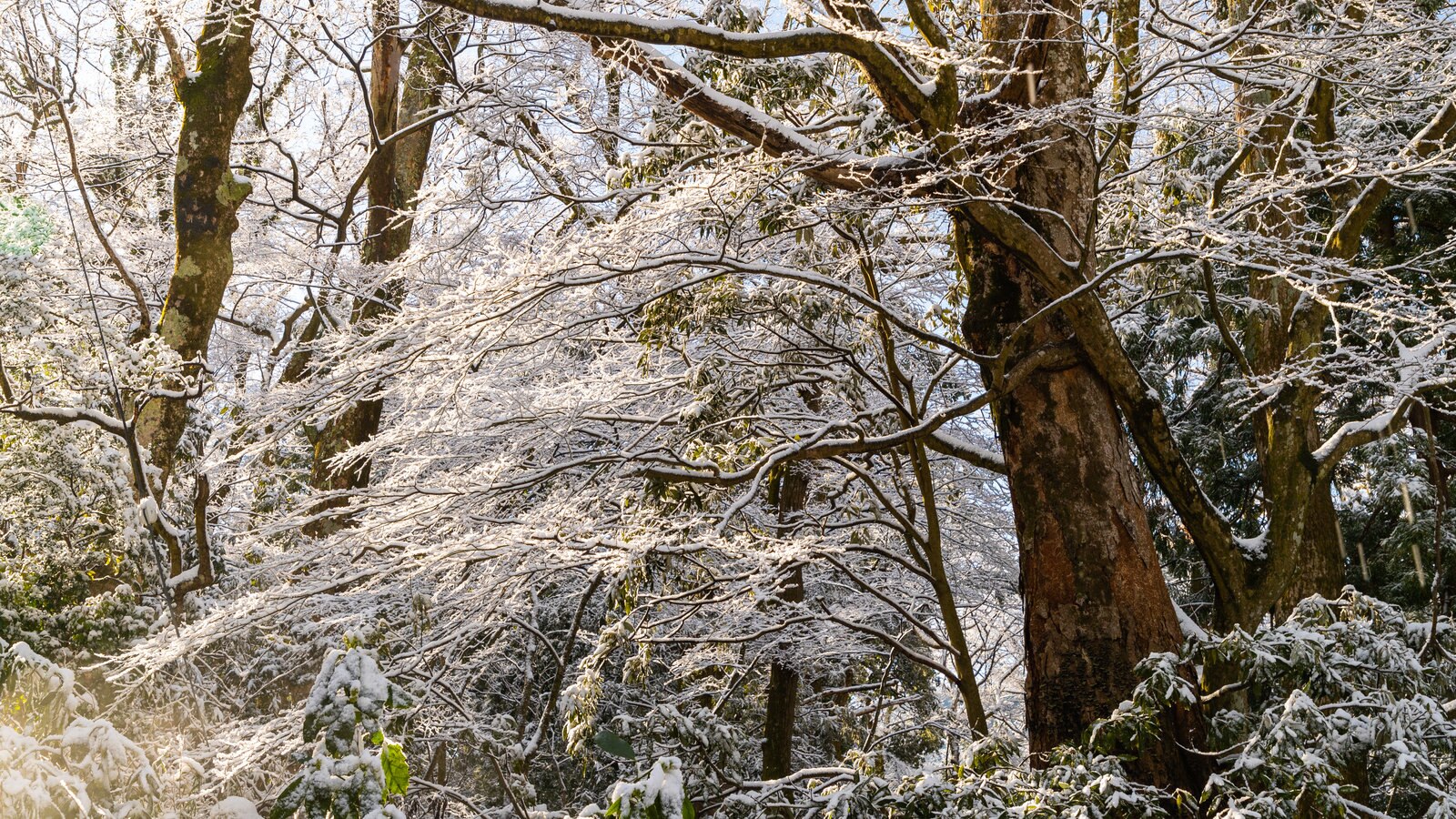 Hakone som visar skogar