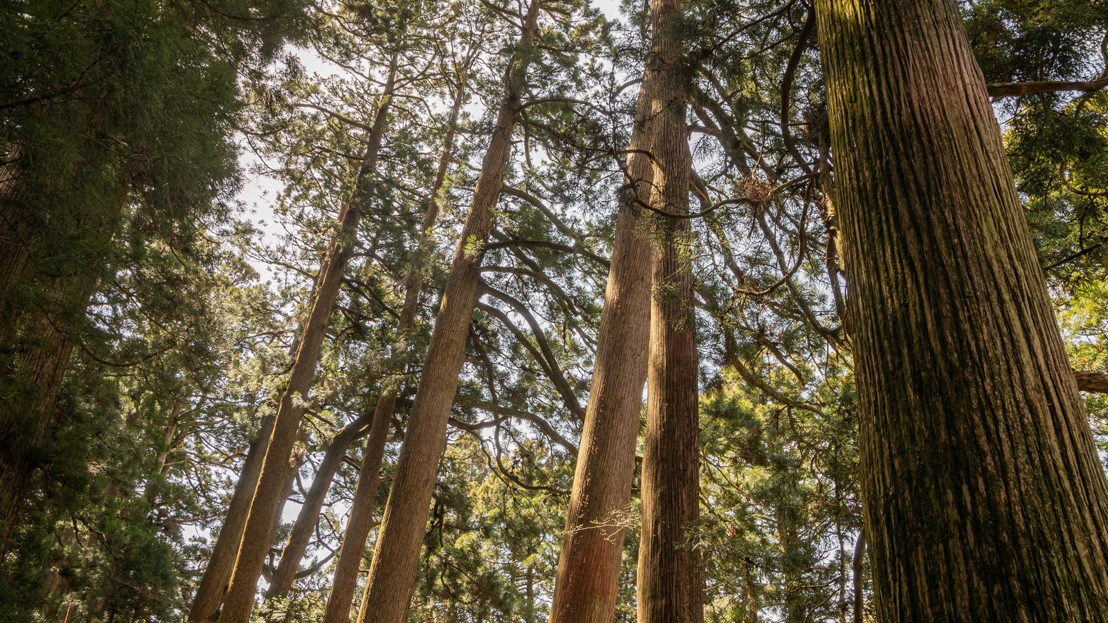 Hakone som inkluderar skogar