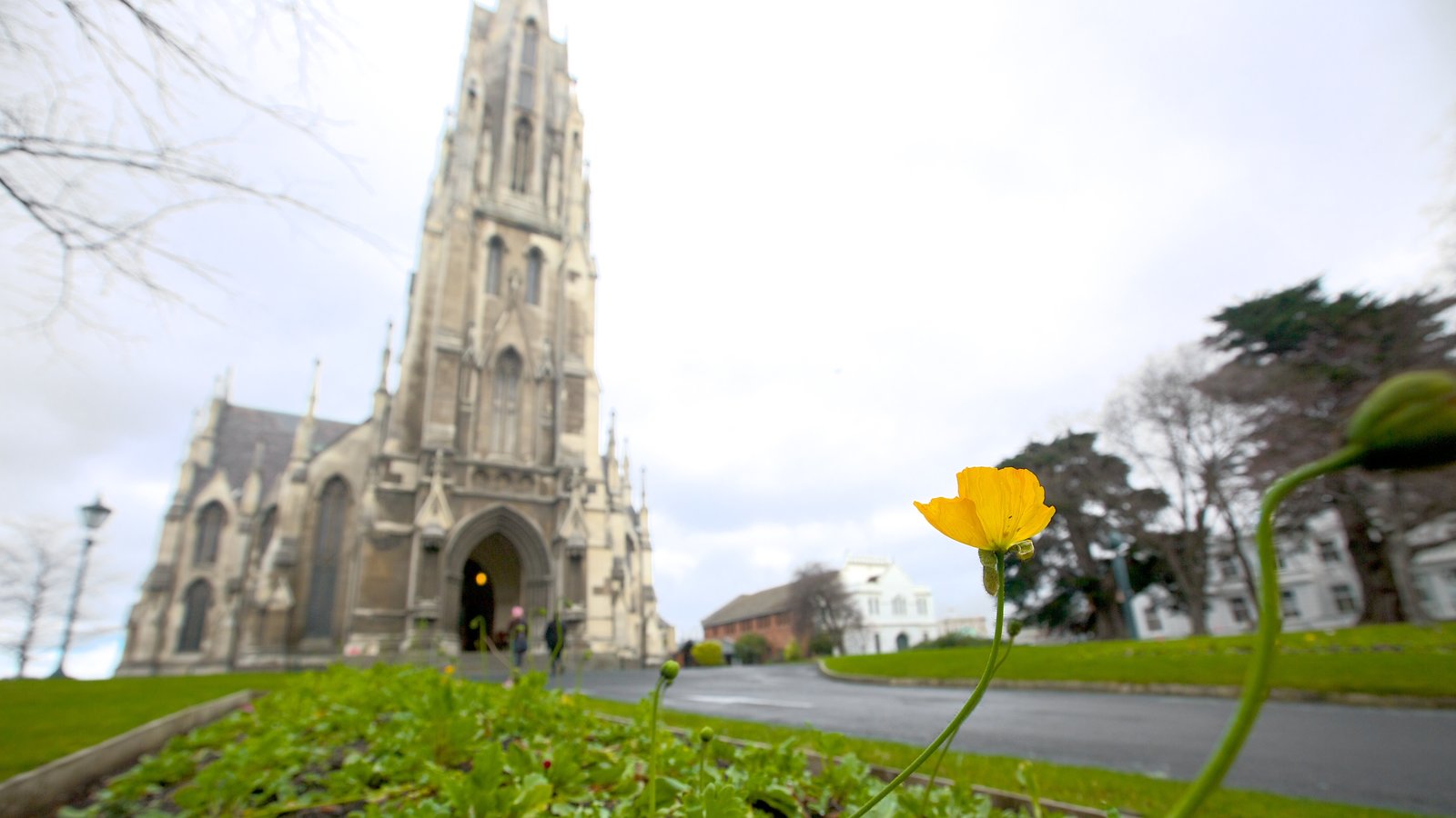 First Church of Otago mostrando flores salvajes y una iglesia o catedral
