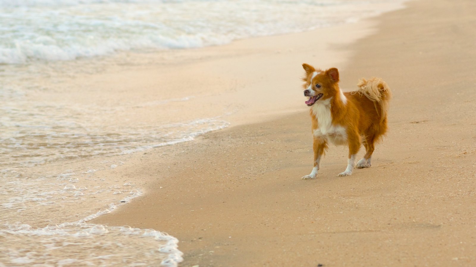 Vietnam mostrando animales domésticos, una playa y vistas de una costa