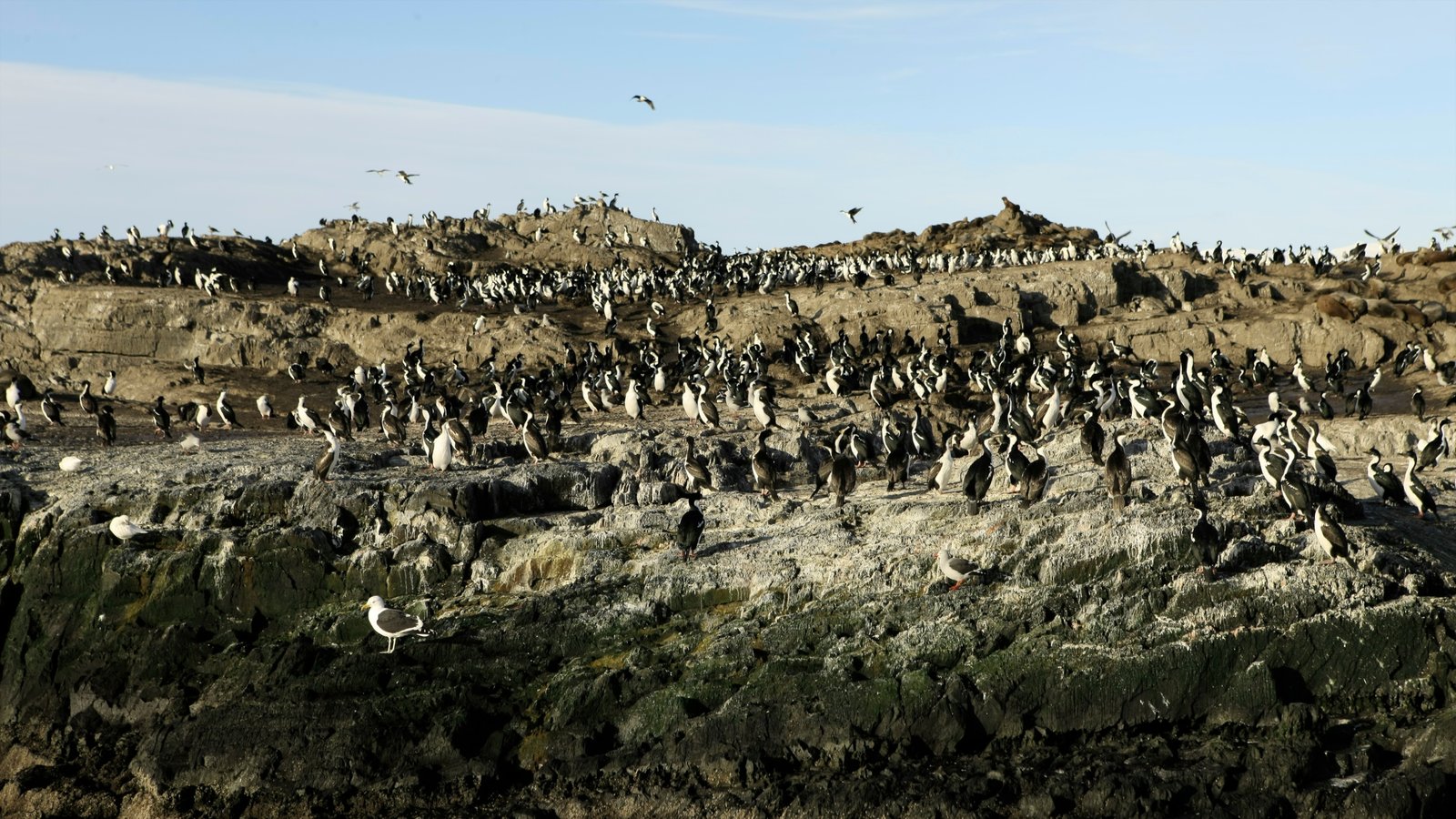 Tierra del Fuego inclusief vogels