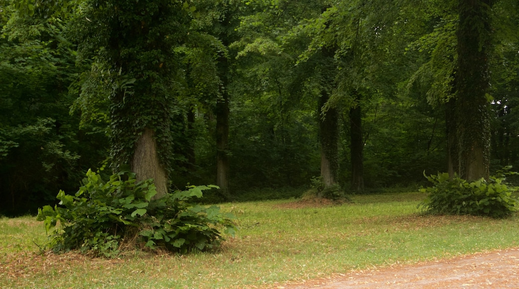 Park Sanssouci som inkluderar skogslandskap och en park