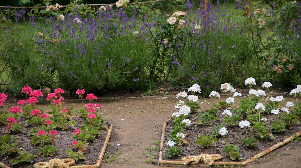 Parque de Babelsberg ofreciendo un parque y flores