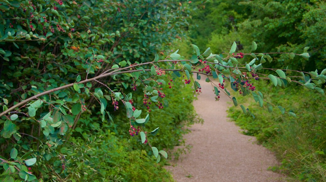 Potsdam featuring a garden