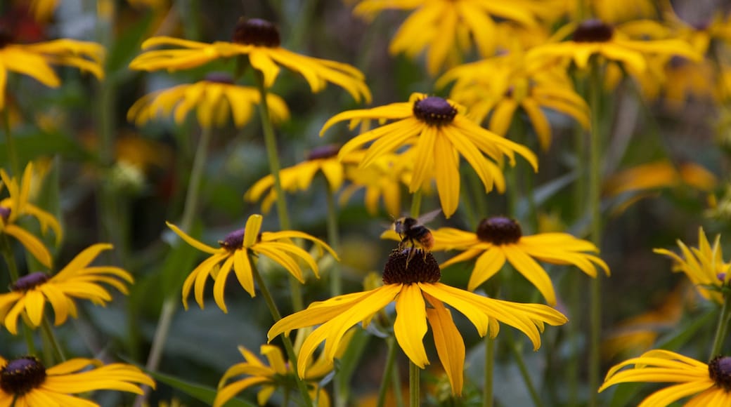 Sarphatipark mettant en vedette fleurs