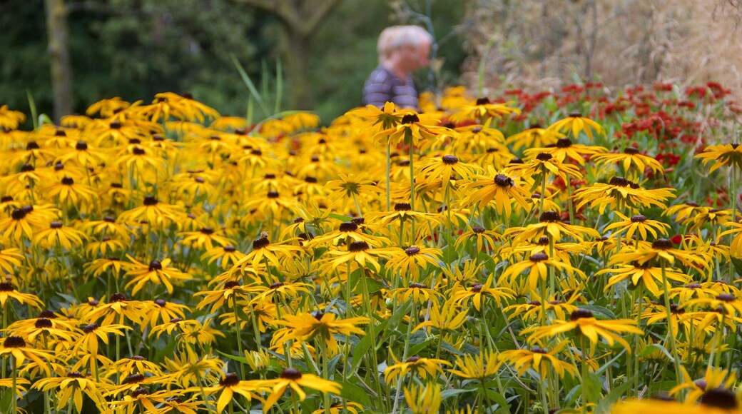 Sarphatipark mostrando fiori